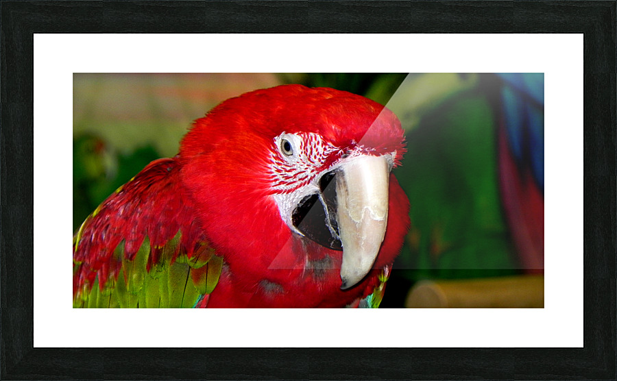 Scarlet Macaw Picture Frame print