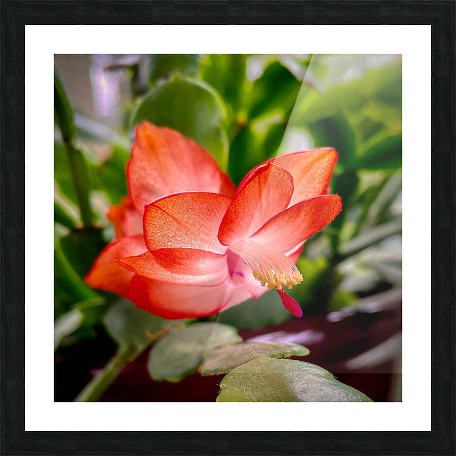 Christmas Easter Cactus 2837 Picture Frame print