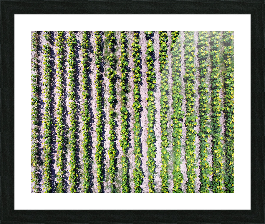Sunflower Vertical Rows Picture Frame print