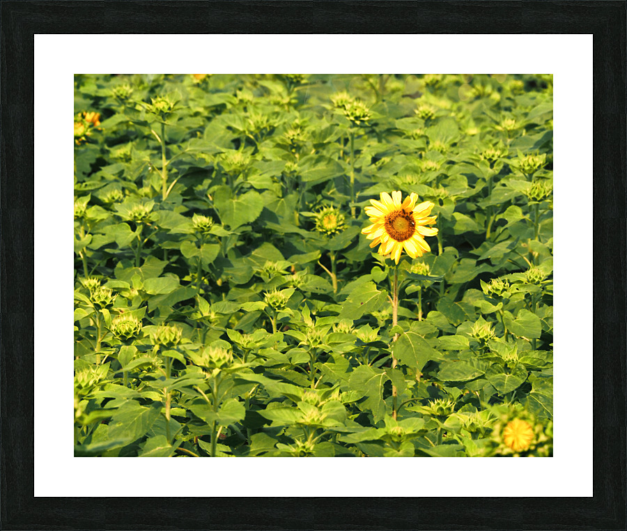Sunflower Solitaire Picture Frame print