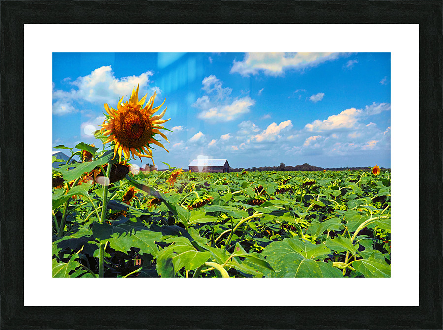 Sunflower Solitaire Picture Frame print