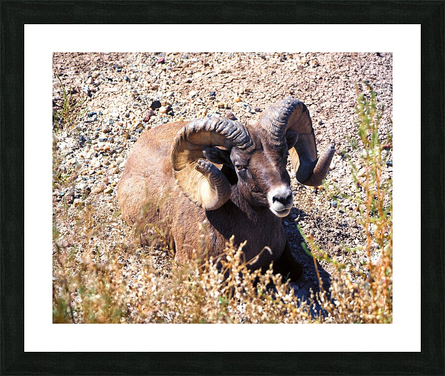  Fine Art print
