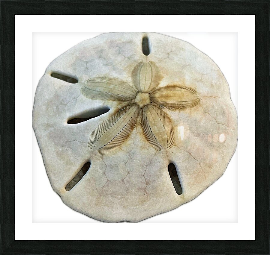 Sand Dollar Beachcombing in Georgia Picture Frame print