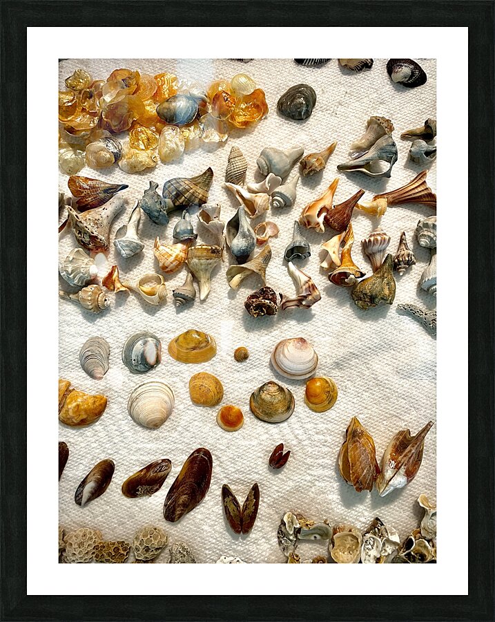 Beachcombing Shells Assortment Impression et Cadre photo