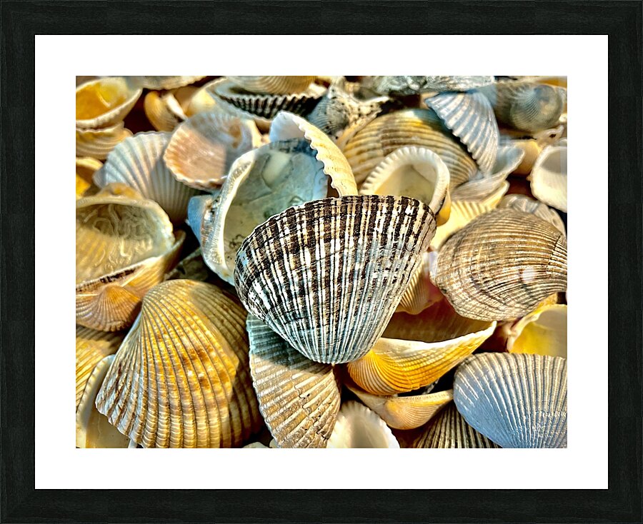 Dark Ark Seashell Picture Frame print