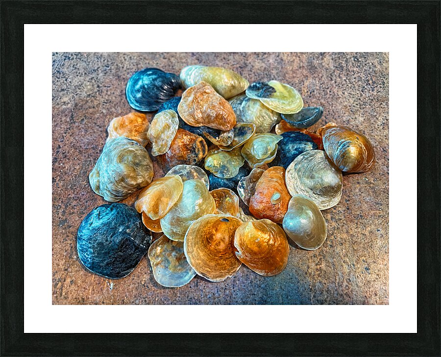Jingles Seashells Picture Frame print