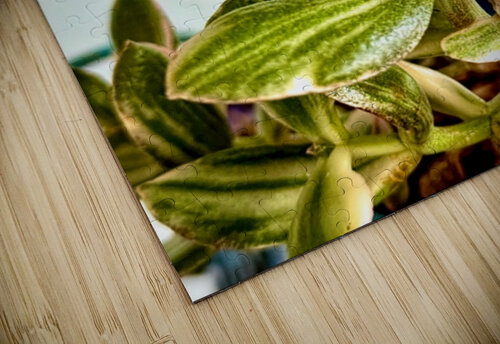 Uplifting Succulent Bill Swartwout Photography puzzle