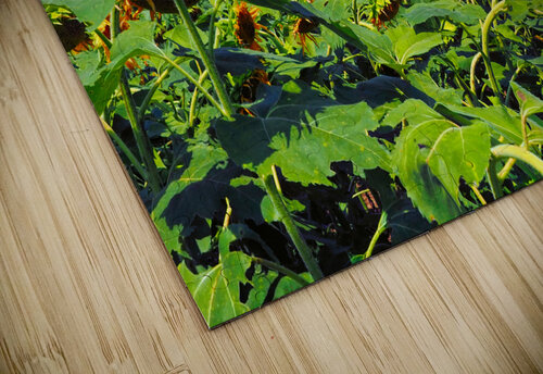 Sunflower Solitaire Bill Swartwout Photography puzzle