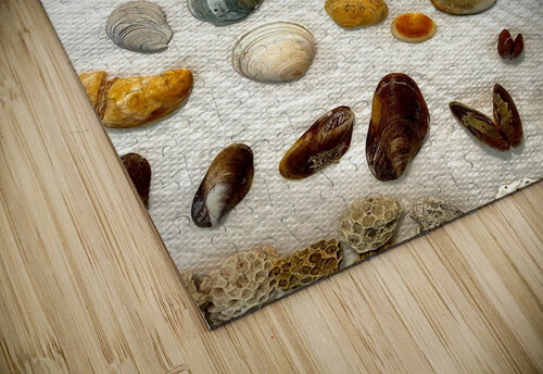 Beachcombing Shells Assortment Bill Swartwout Photography puzzle