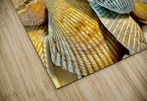Dark Ark Seashell Bill Swartwout Photography puzzle