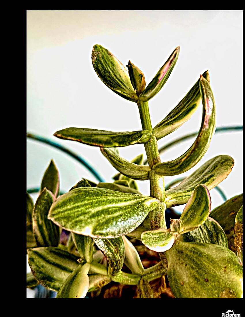Uplifting Succulent Reproduction