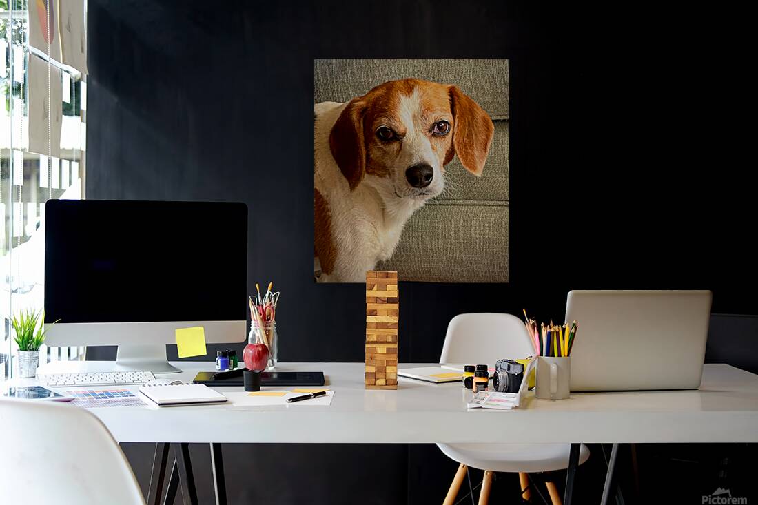 Harley the Beagle Reproduction