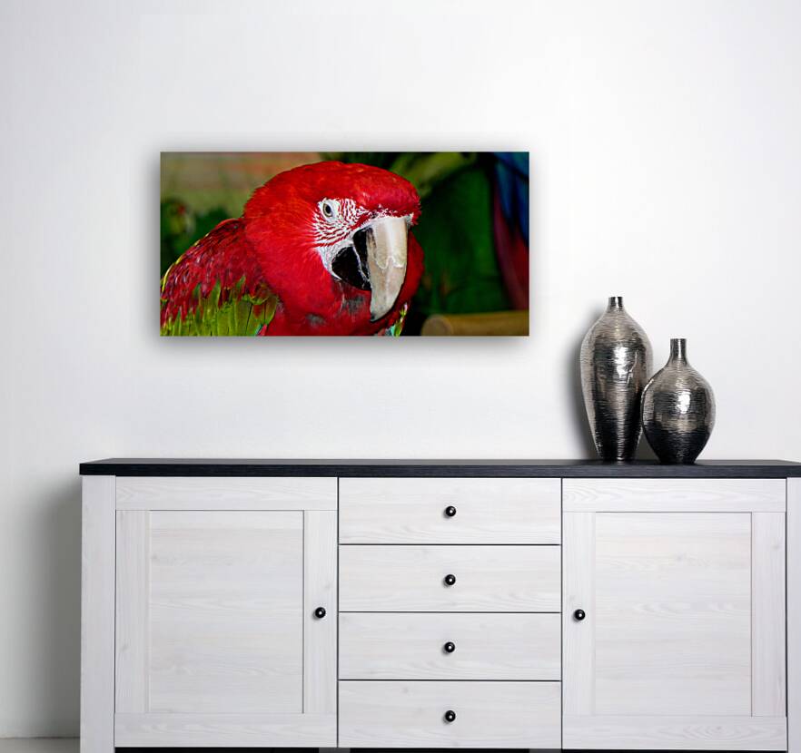 Scarlet Macaw Reproduction