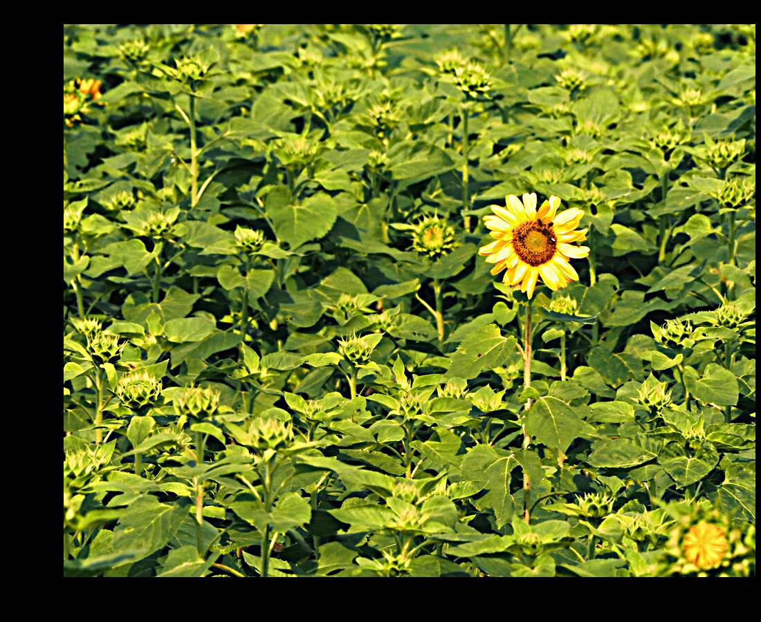 Sunflower Solitaire Reproduction