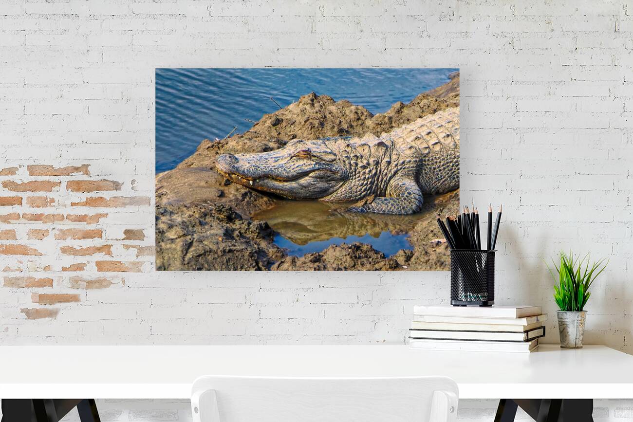 Alligator Mud Bath Reproduction
