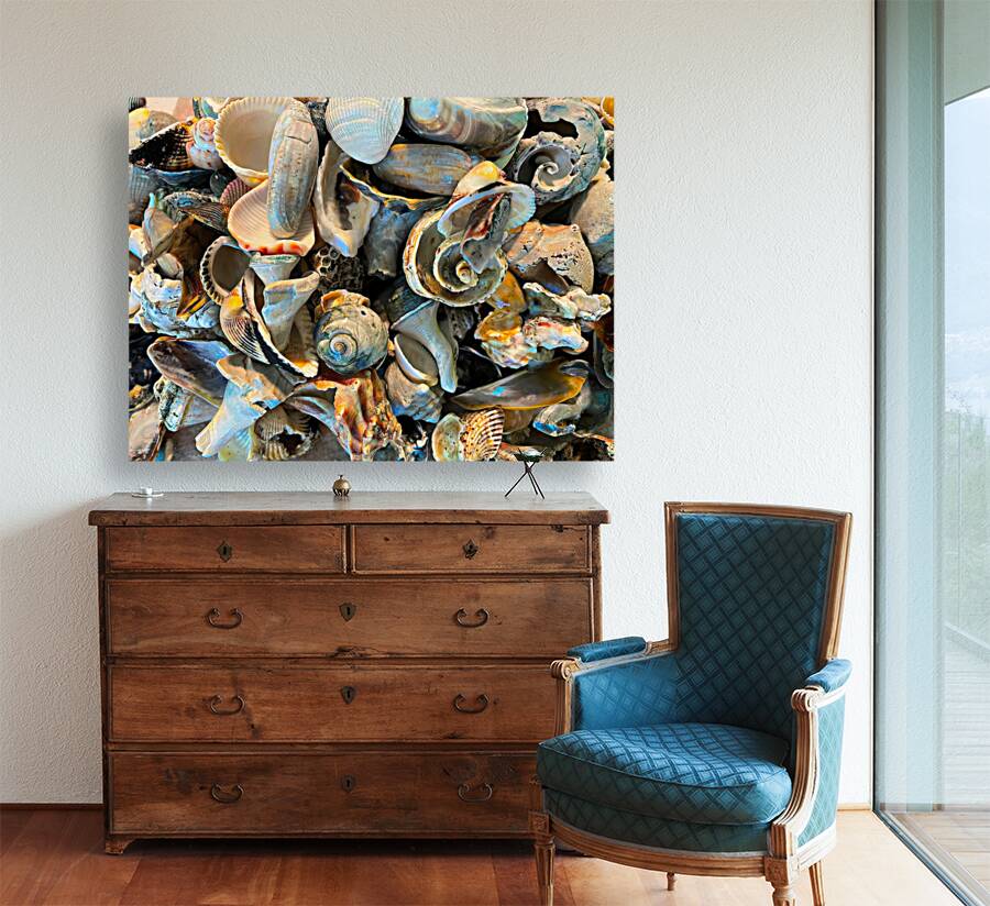 Beachcombing Shells Hodgepodge Reproduction