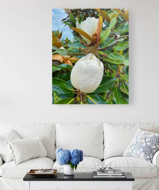 Magnolia Grandiflora About to Bloom by Bill Swartwout Photography
