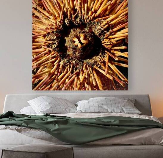 Sea Urchin Mouth by Bill Swartwout Photography