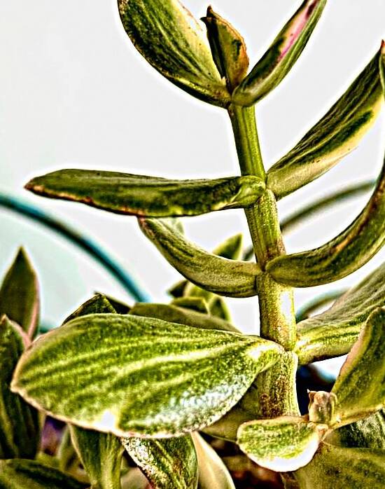 Uplifting Succulent by Bill Swartwout Photography