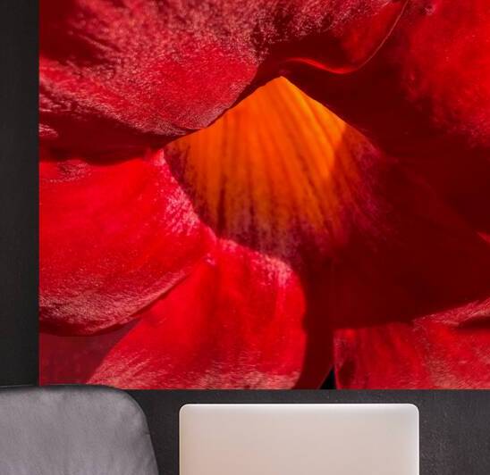 Mandevilla Inner Folds by Bill Swartwout Photography