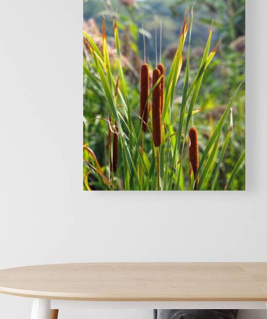 Cattails Hiding in the Marsh by Bill Swartwout Photography