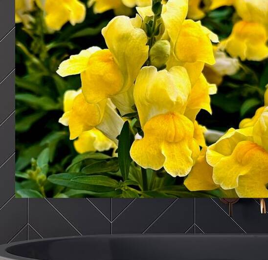 Yellow Snap Dragons in Bloom by Bill Swartwout Photography