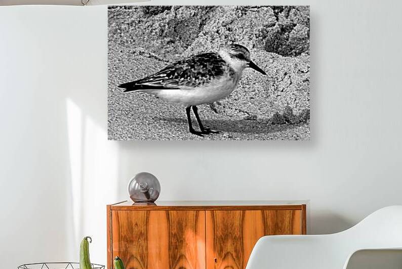 Sandpiper on the Beach in Black and White by Bill Swartwout Photography