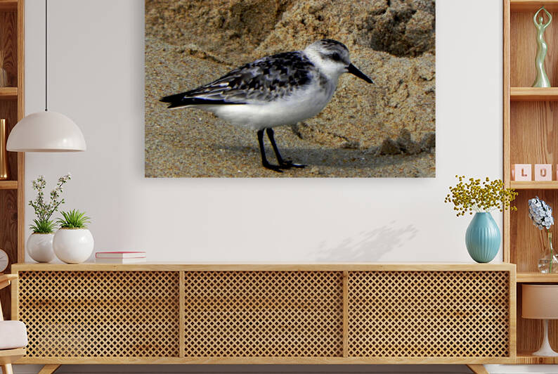 Sandy Sandpiper on the Beach by Bill Swartwout Photography