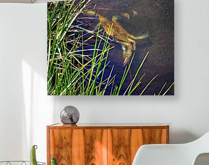 Crab Lurking in the Marsh at Assateague Island by Bill Swartwout Photography