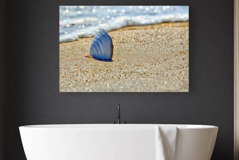 Clamshell on the Beach at Assateague Island by Bill Swartwout Photography