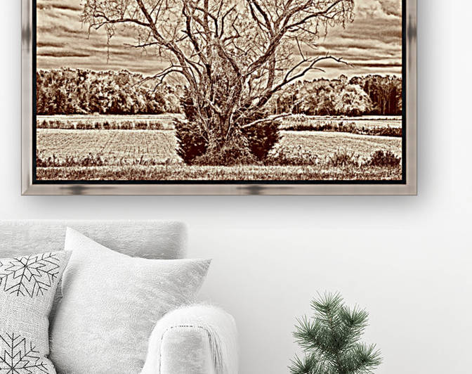 Magic Tree in Roxana Delaware in Sepia by Bill Swartwout Photography