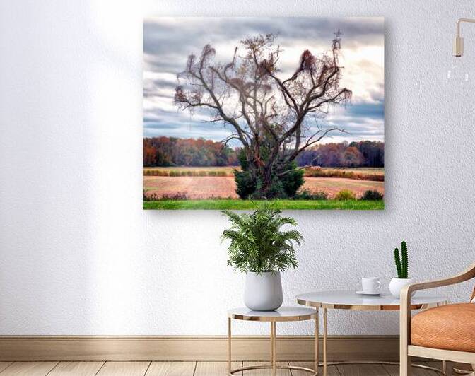 Magic Tree in Roxana Delaware by Bill Swartwout Photography