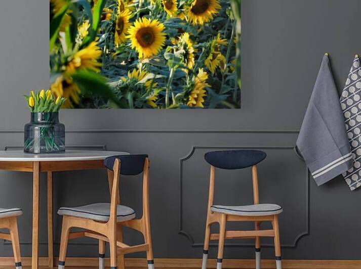 Sunflower Lost in the Crowd 7240007 by Bill Swartwout Photography