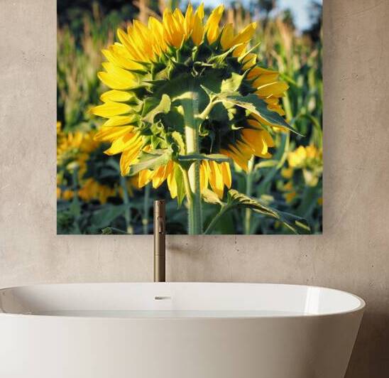 Sunflower Backside 7240004 by Bill Swartwout Photography