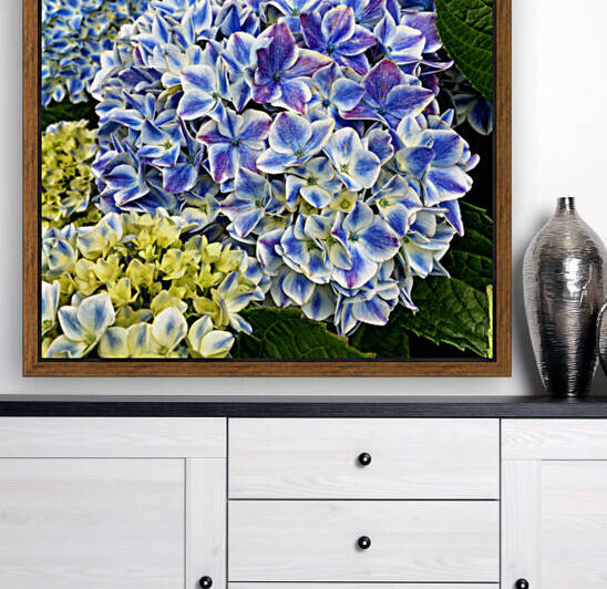Hydrangea Square Blue by Bill Swartwout Photography