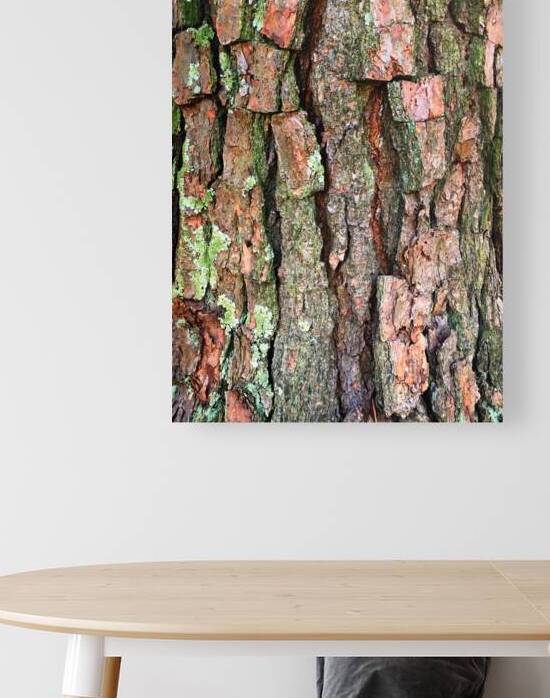 Texture in the Tree Bark by Bill Swartwout Photography