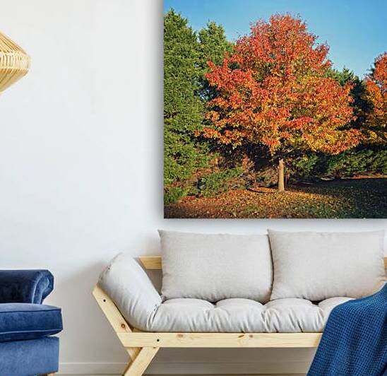 Autumn Tree Back Yard SQ by Bill Swartwout Photography