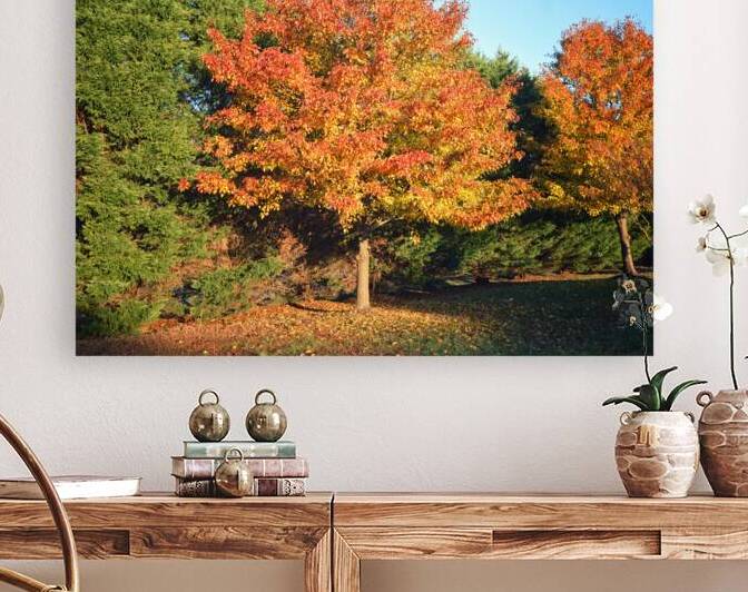 Autumn Tree Back Yard 5x4 by Bill Swartwout Photography