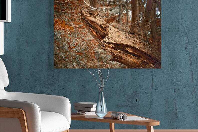 Tree Shark Abstraction by Bill Swartwout Photography