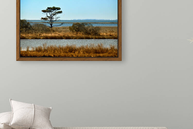 Assateague Marsh Loblolly Pine by Bill Swartwout Photography