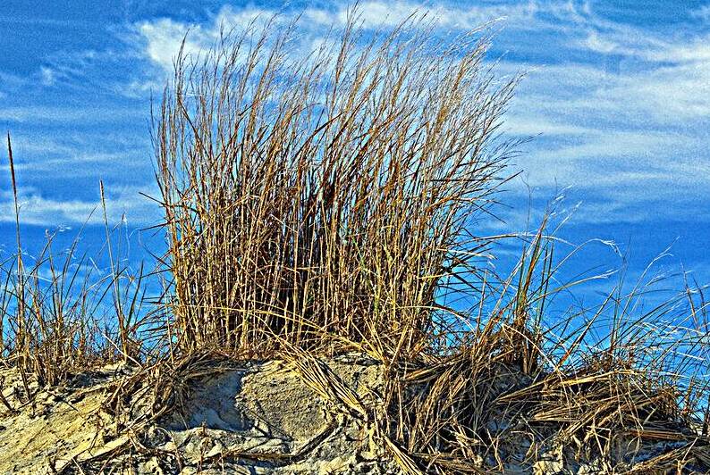 Dune Grass Atlantic Ocean Beach by Bill Swartwout Photography