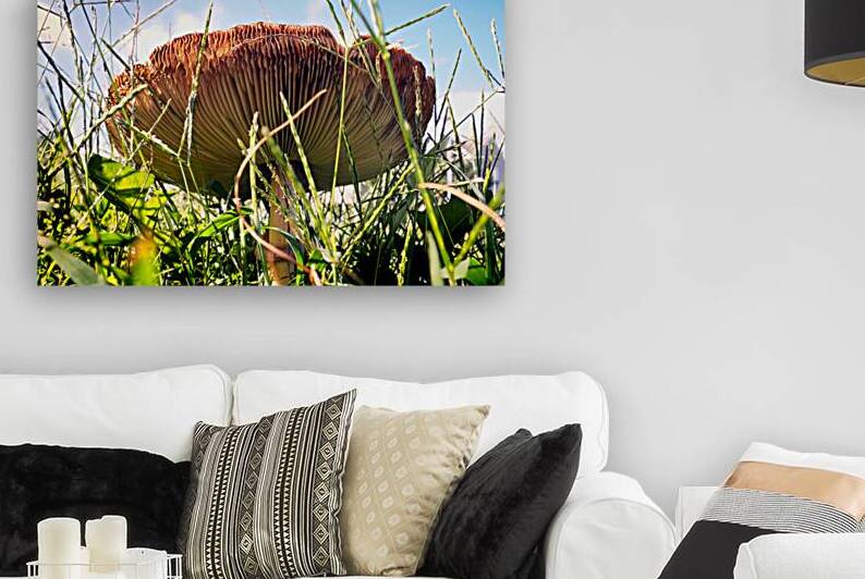 mushroom toadstool bayview circle 9260005 by Bill Swartwout Photography