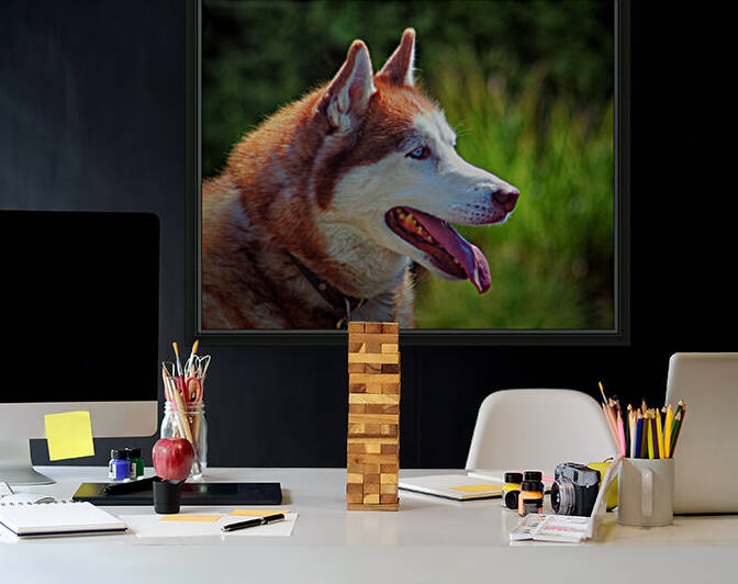 Dog Huskey Profile Right Color by Bill Swartwout Photography