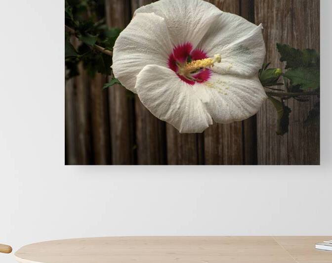 White Hibiscus through the Fence by Bill Swartwout Photography