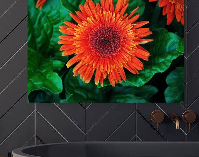 Orange Gerbera Daisy on Green by Bill Swartwout Photography
