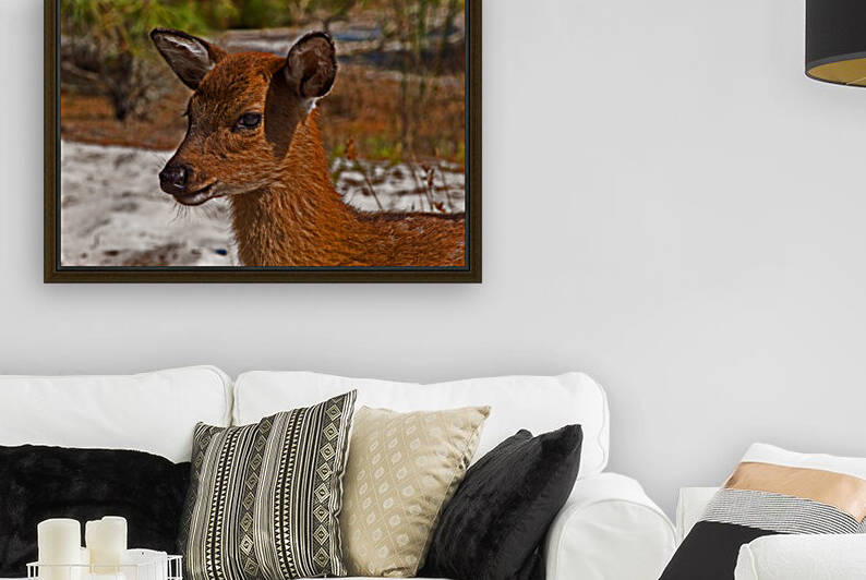 Sika Deer Fawn on Assateague Island by Bill Swartwout Photography