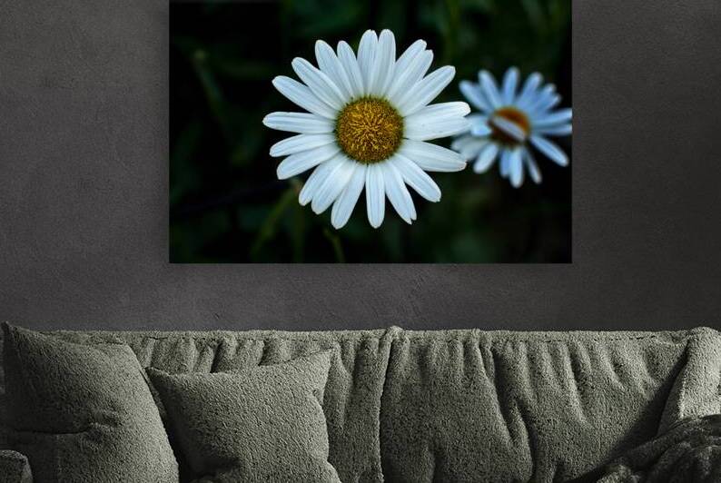 White Daisy at Riverside Park by Bill Swartwout Photography