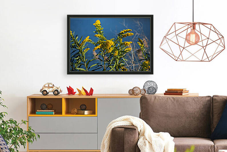 Golden Rods at Northside Park in Ocean City by Bill Swartwout Photography