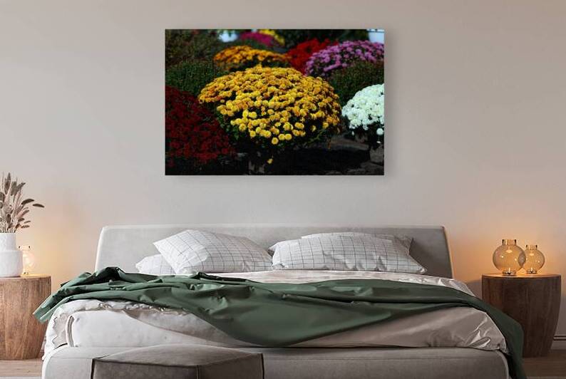 Golden Blooms among the Mums by Bill Swartwout Photography