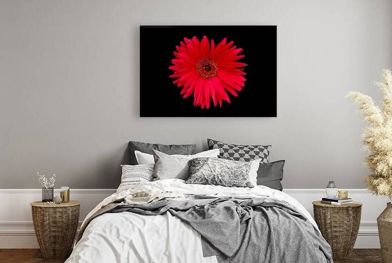 Red Gerbera Daisy with Nibbled Petal by Bill Swartwout Photography
